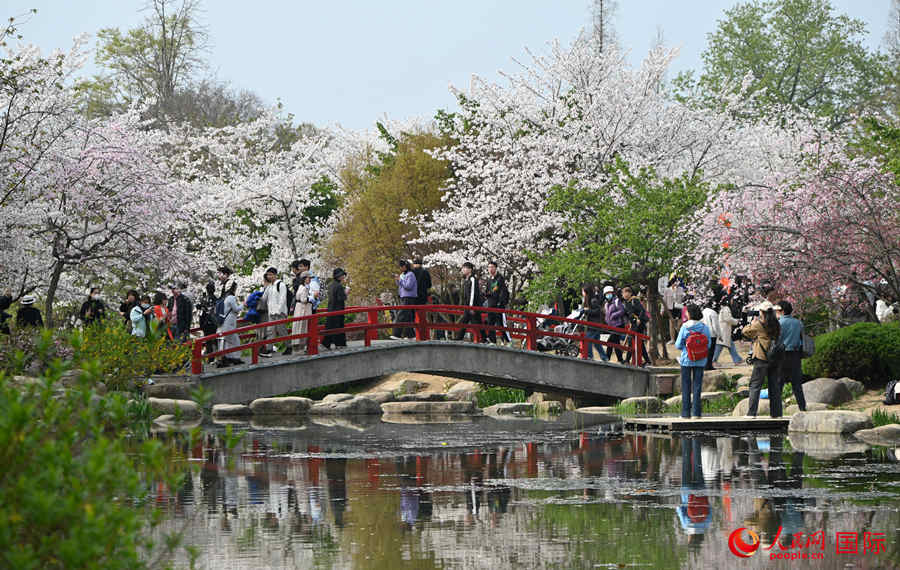 Galeria: flores de cerejeira desabrocham em Jiangsu