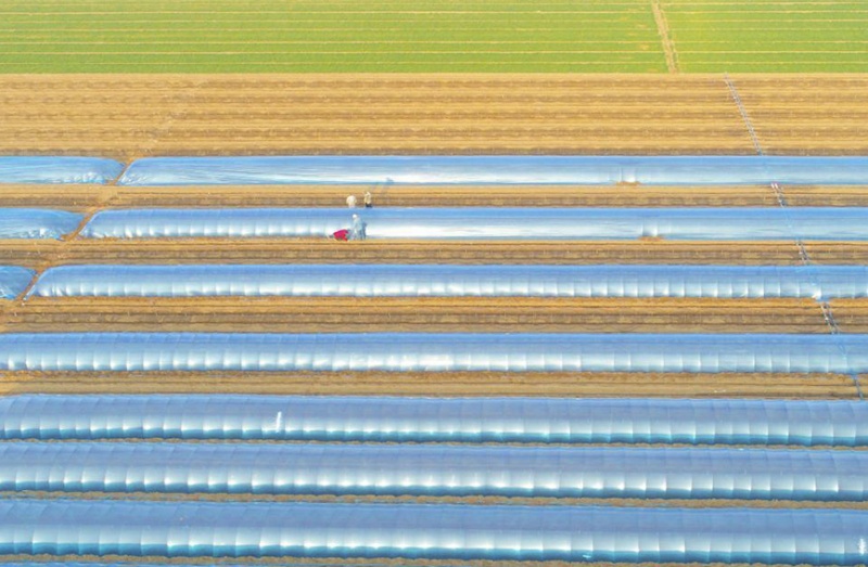 Galeria: plantação de gengibre em Hebei