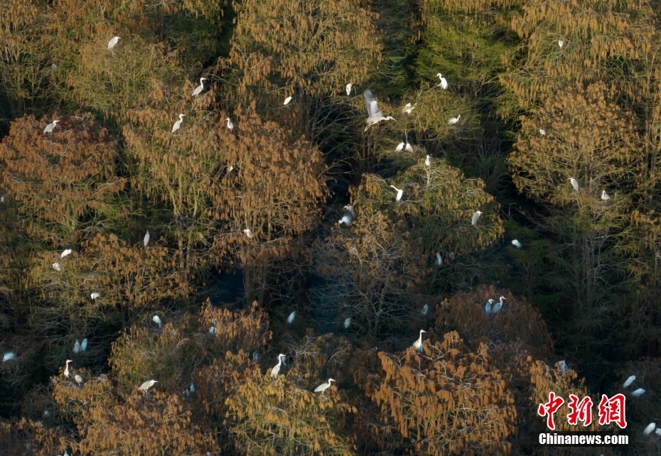 Galeria: vista aérea de floresta de metasequoia em Jiangsu