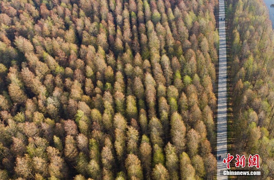 Galeria: vista aérea de floresta de metasequoia em Jiangsu