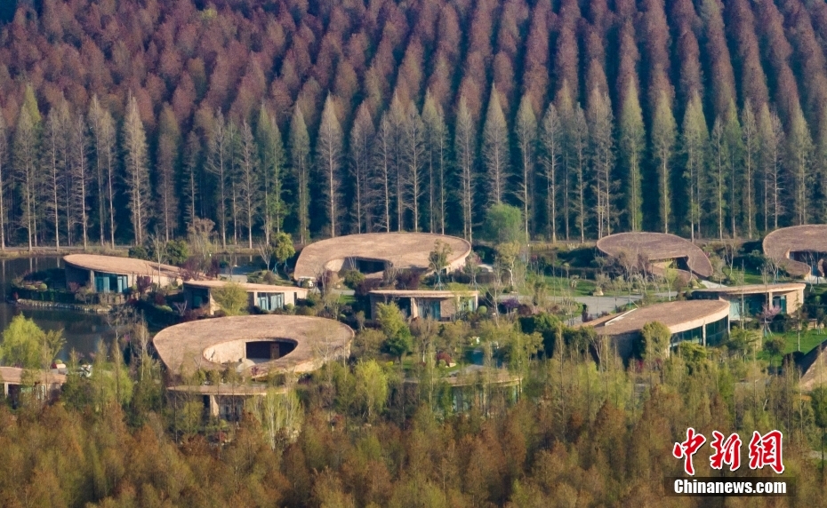 Galeria: vista aérea de floresta de metasequoia em Jiangsu