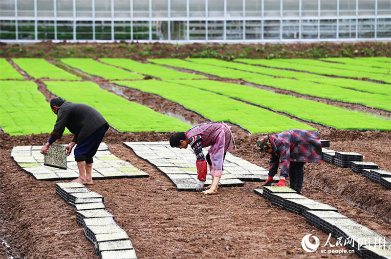 Aplicação de novas tecnologicas agrícolas possibilita aumento de produção em Sichuan