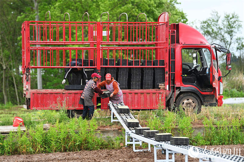 Aplicação de novas tecnologicas agrícolas possibilita aumento de produção em Sichuan