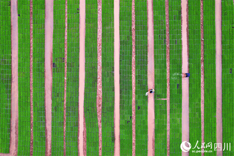 Aplicação de novas tecnologicas agrícolas possibilita aumento de produção em Sichuan