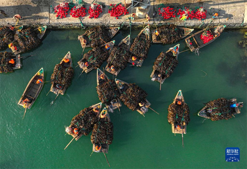 Galeria: pescadores atarefados durante época da colheita de algas em Shandong