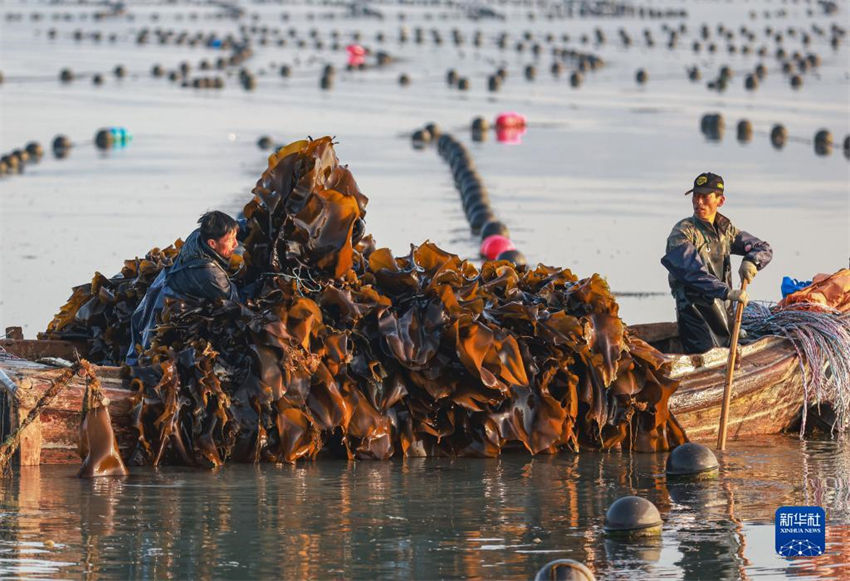 Galeria: pescadores atarefados durante época da colheita de algas em Shandong