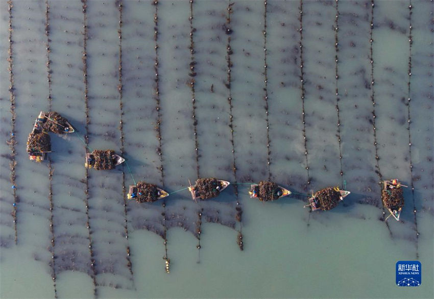 Galeria: pescadores atarefados durante época da colheita de algas em Shandong