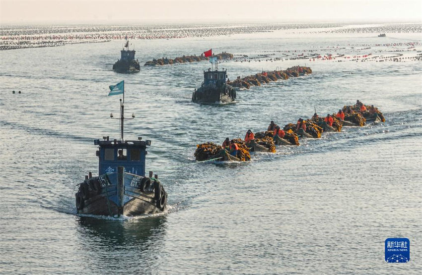 Galeria: pescadores atarefados durante época da colheita de algas em Shandong