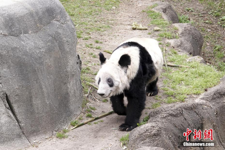 EUA: Zoológico de Memphis realiza despedida do panda gigante Ya Ya