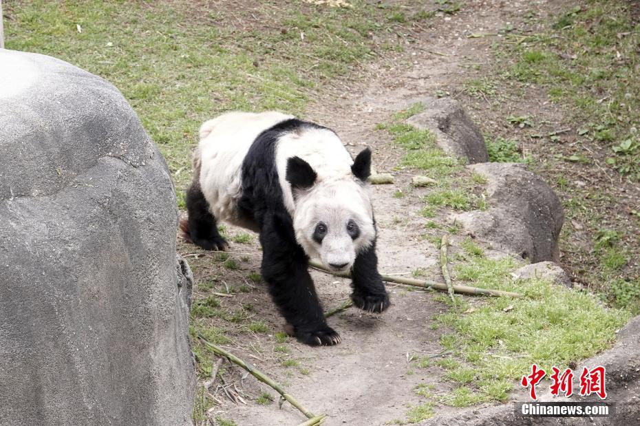 EUA: Zoológico de Memphis realiza despedida do panda gigante Ya Ya