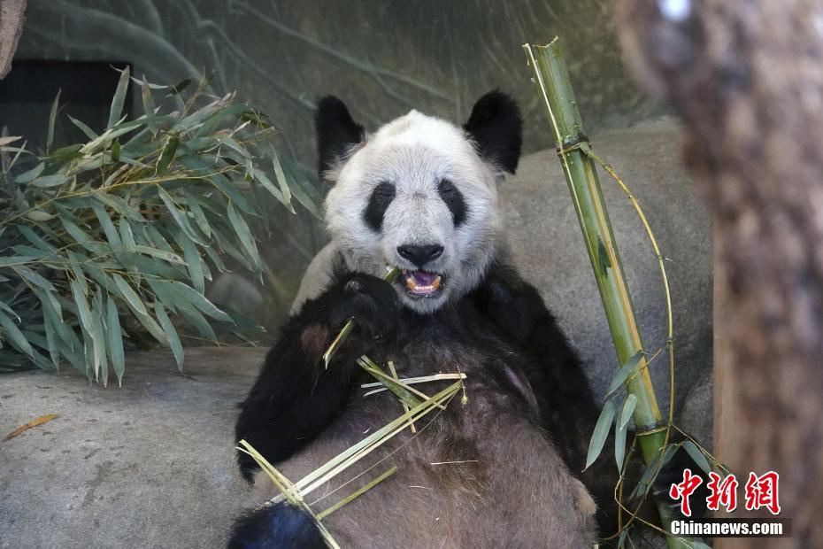 EUA: Zoológico de Memphis realiza despedida do panda gigante Ya Ya