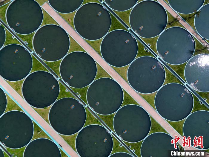 Galeria: base de criação de esturjão em Sichuan produz anualmente 50 toneladas de caviar