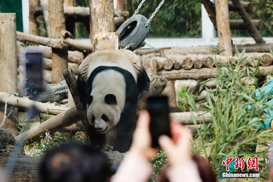 Panda gigante 