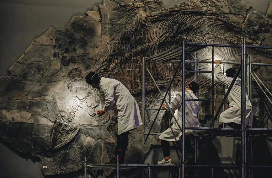 Museu Marítimo Nacional apresenta pela primeira vez fóssil restaurado de dinossauro ao público