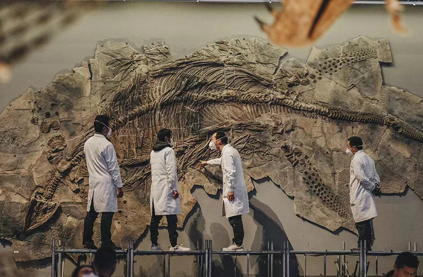 Museu Marítimo Nacional apresenta pela primeira vez fóssil restaurado de dinossauro ao público