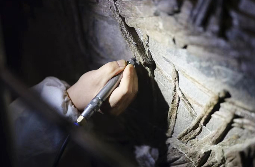 Museu Marítimo Nacional apresenta pela primeira vez fóssil restaurado de dinossauro ao público