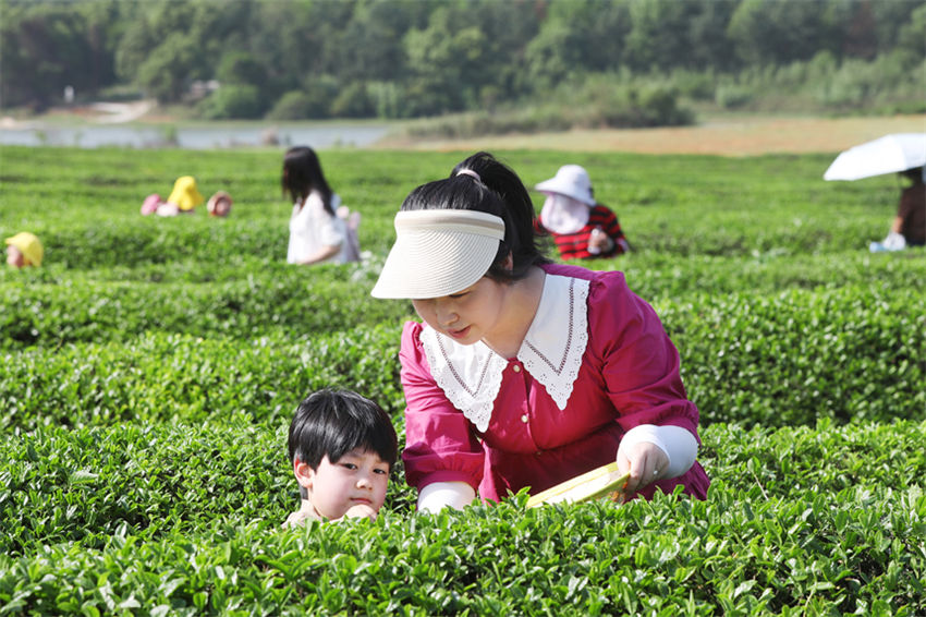 Jardim de chá promove revitalização rural no leste da China