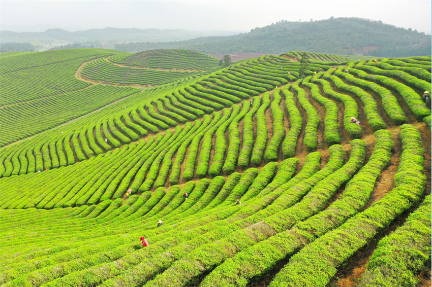 Jardim de chá promove revitalização rural no leste da China