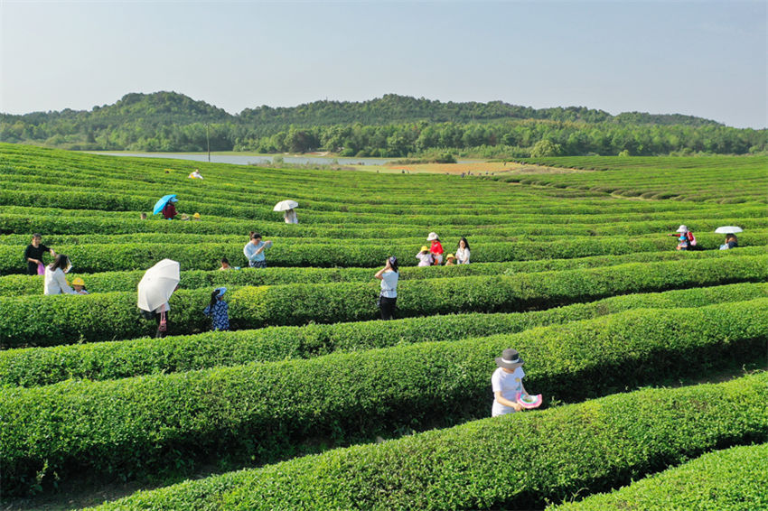 Jardim de chá promove revitalização rural no leste da China