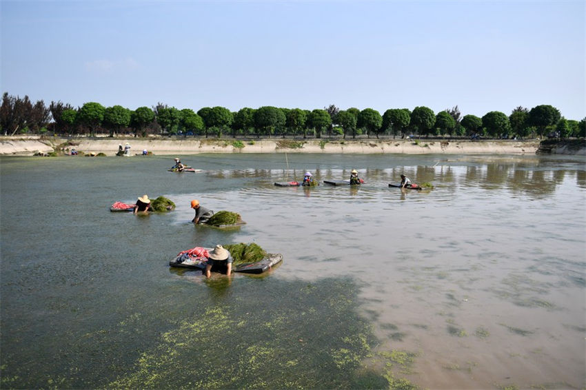 Lago Datong no centro da China atravessa regeneração ecológica