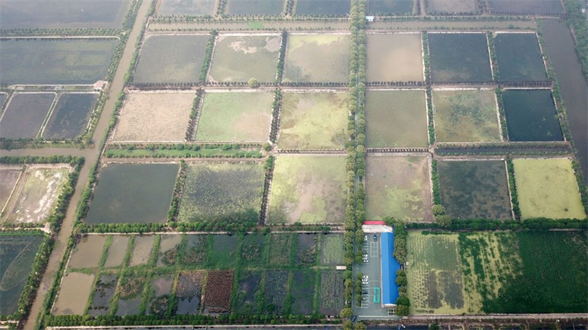 Lago Datong no centro da China atravessa regeneração ecológica