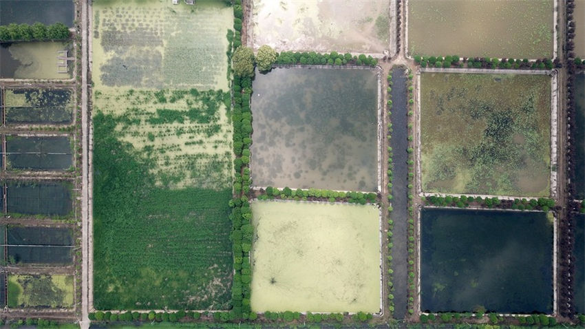 Lago Datong no centro da China atravessa regeneração ecológica