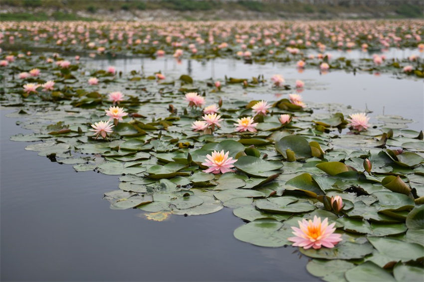 Lago Datong no centro da China atravessa regeneração ecológica