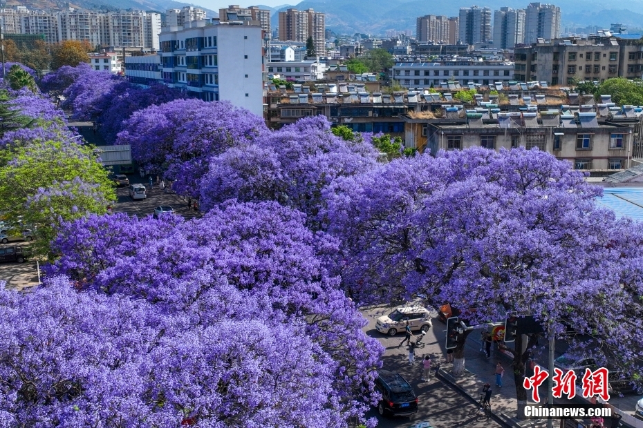 Jacarandas florescem nas ruas no sudoeste da China