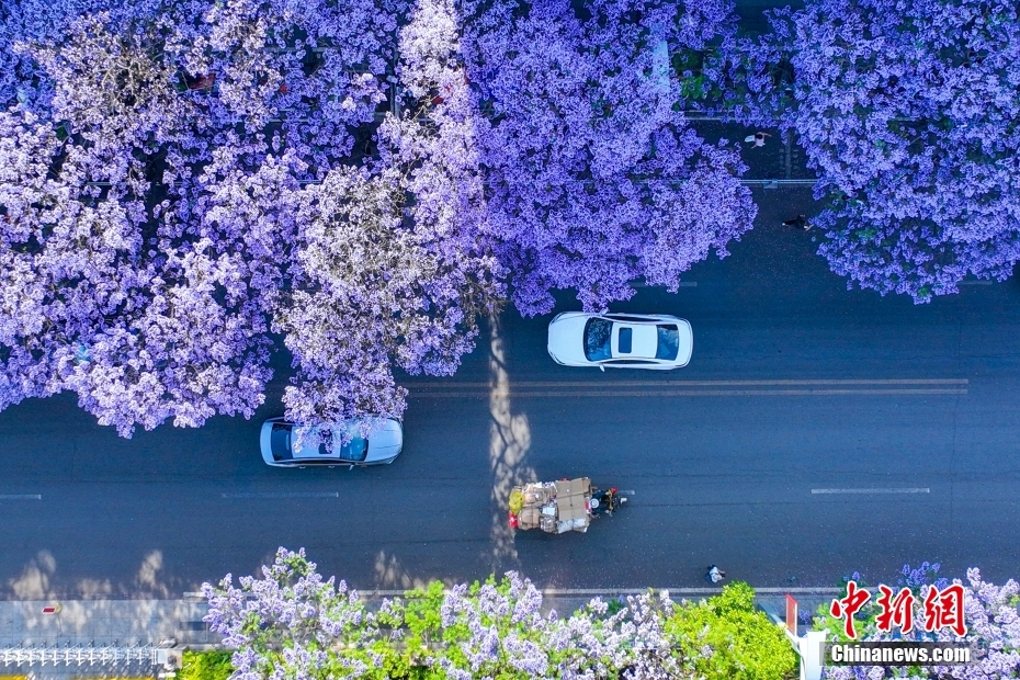 Jacarandas florescem nas ruas no sudoeste da China