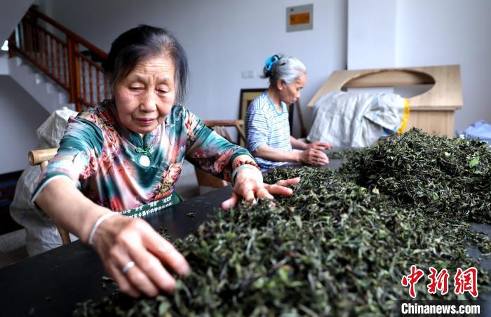 Colheita de chá decorre no leste da China
