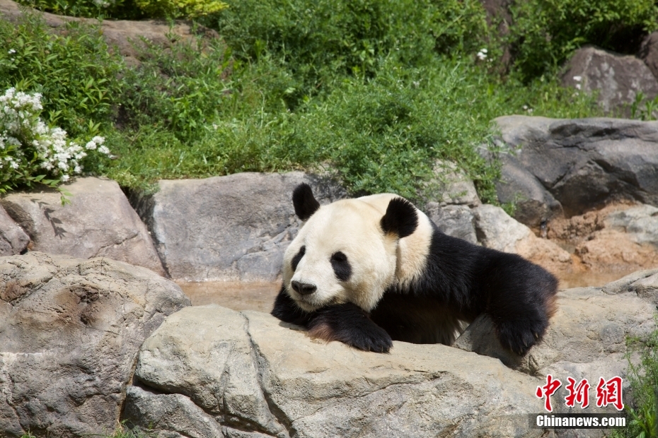 Japão: pandas gigantes do Jardim Zoológico de Ueno atraem visitantes