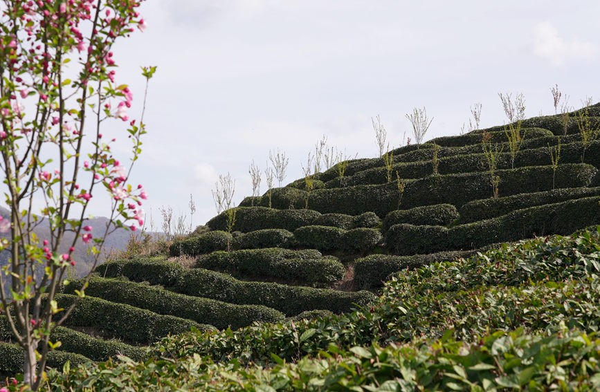 Galeria: jardim de chá impregna fragrância no noroeste da China