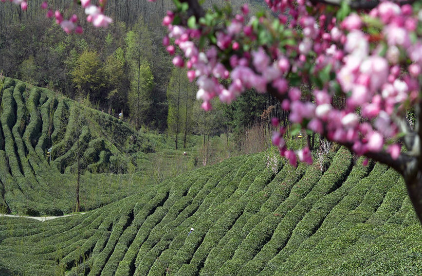 Galeria: jardim de chá impregna fragrância no noroeste da China