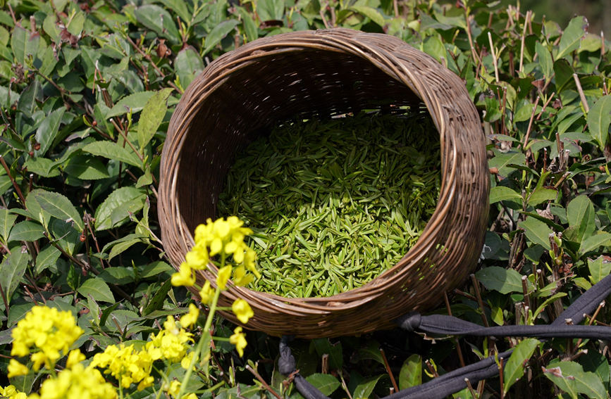 Galeria: jardim de chá impregna fragrância no noroeste da China