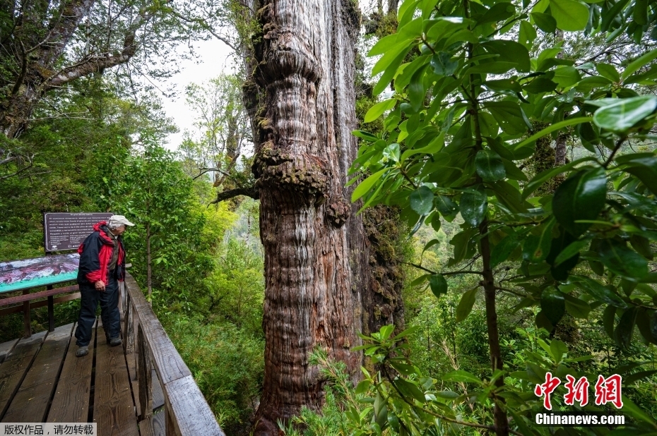 Árvore mais antiga do mundo é encontrada no Chile