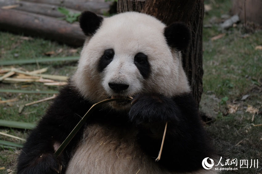 China: excursões temáticas sobre pandas tornam-se popular no feriado de Primeiro de Maio
