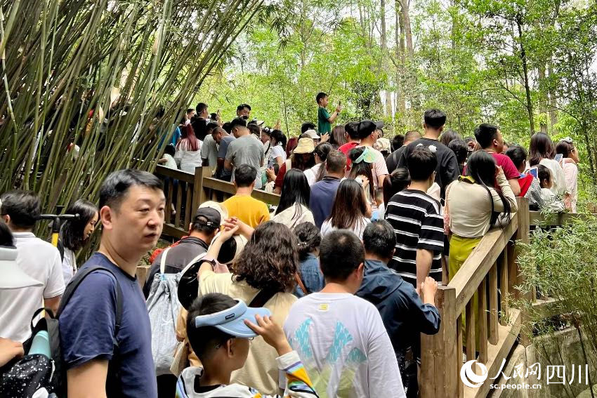 China: excursões temáticas sobre pandas tornam-se popular no feriado de Primeiro de Maio