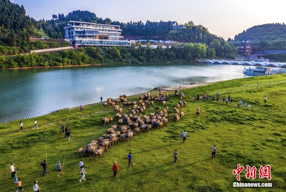 Centenas de búfalos atravessam rio em Sichuan