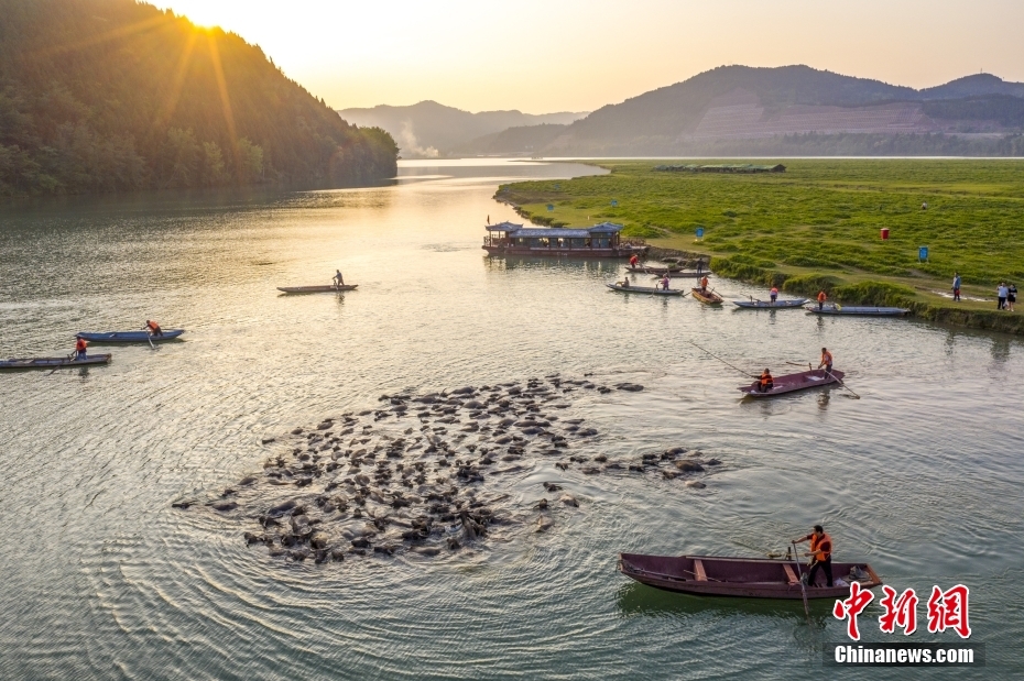 Centenas de búfalos atravessam rio em Sichuan