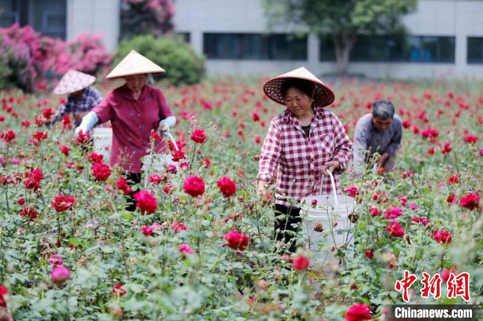 Economia da floricultura promove revitalização rural no leste da China