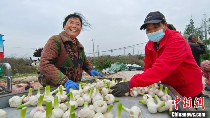 Colheita e comercialização de alho é iniciada em Zhoukou, centro da China