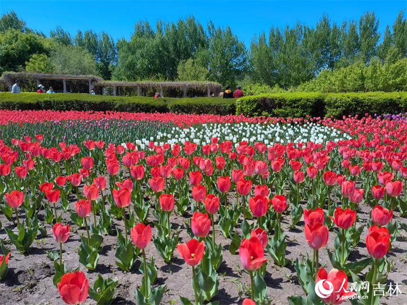 Mais de 4 milhões de tulipas florescem no nordeste da China