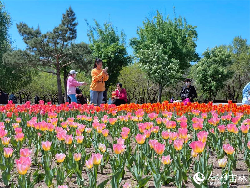 Mais de 4 milhões de tulipas florescem no nordeste da China