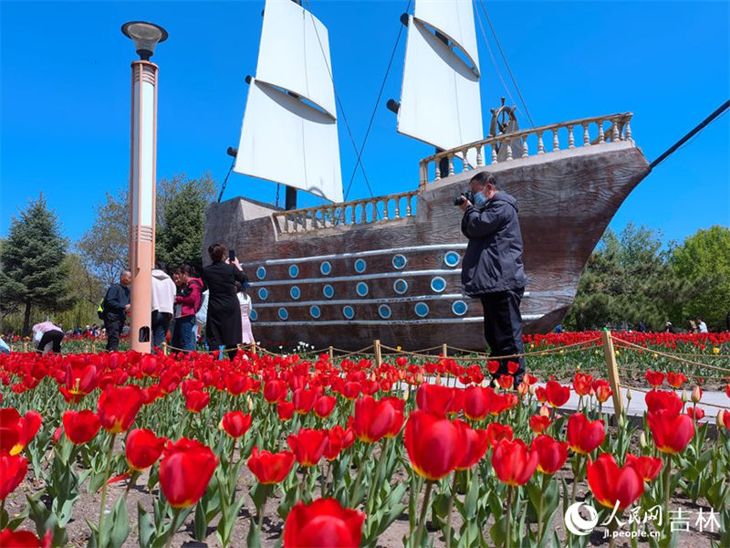 Mais de 4 milhões de tulipas florescem no nordeste da China