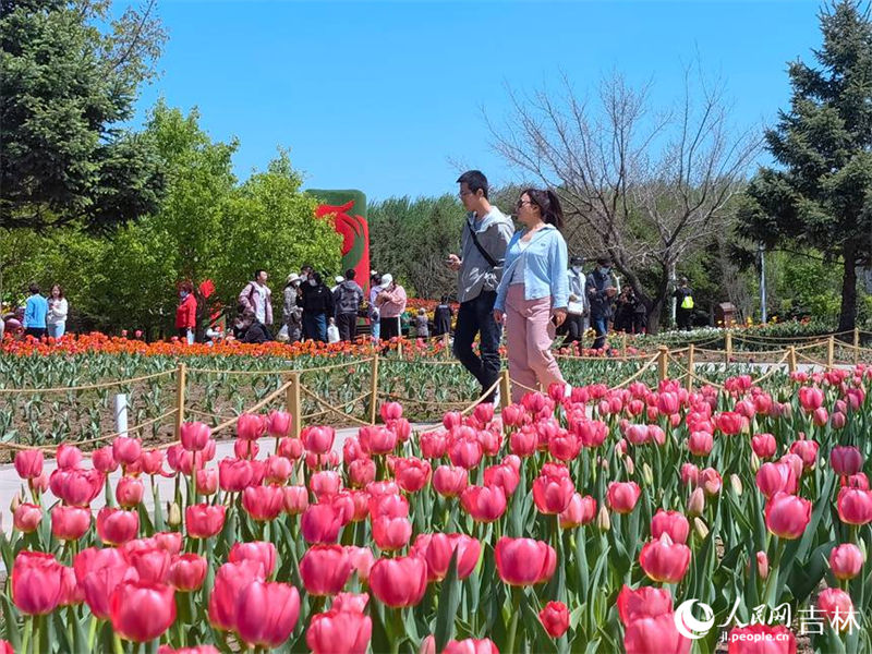 Mais de 4 milhões de tulipas florescem no nordeste da China