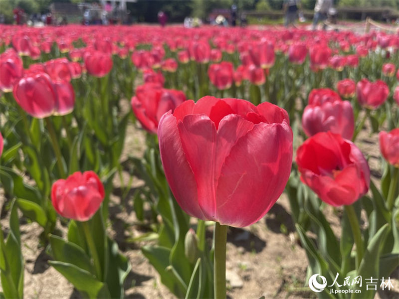 Mais de 4 milhões de tulipas florescem no nordeste da China