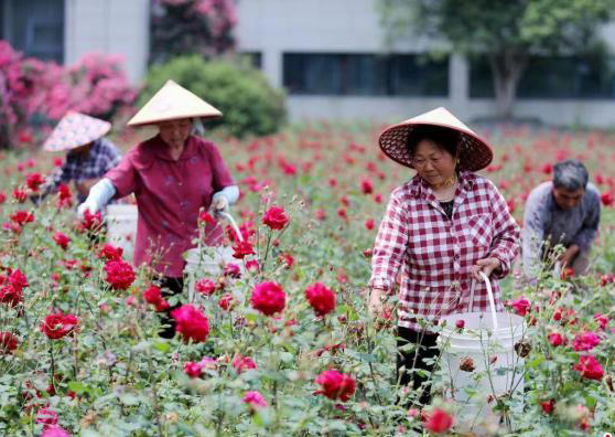 Economia da floricultura promove revitalização rural no leste da China