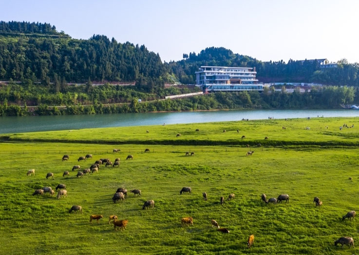 Centenas de búfalos atravessam rio em Sichuan