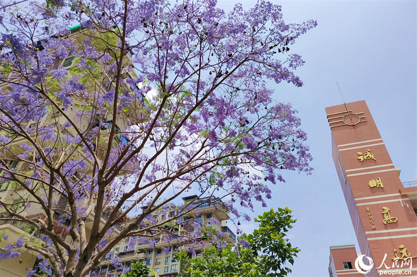 Jacarandas florescem em Xiamen