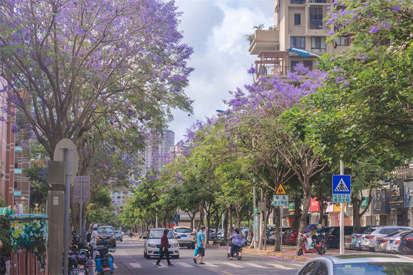 Jacarandas florescem em Xiamen